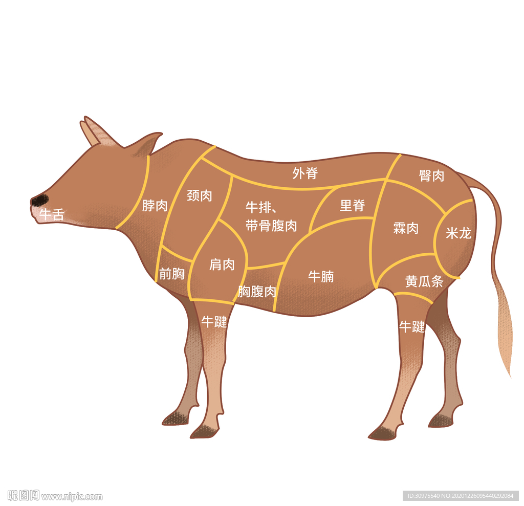 牛部位分解图