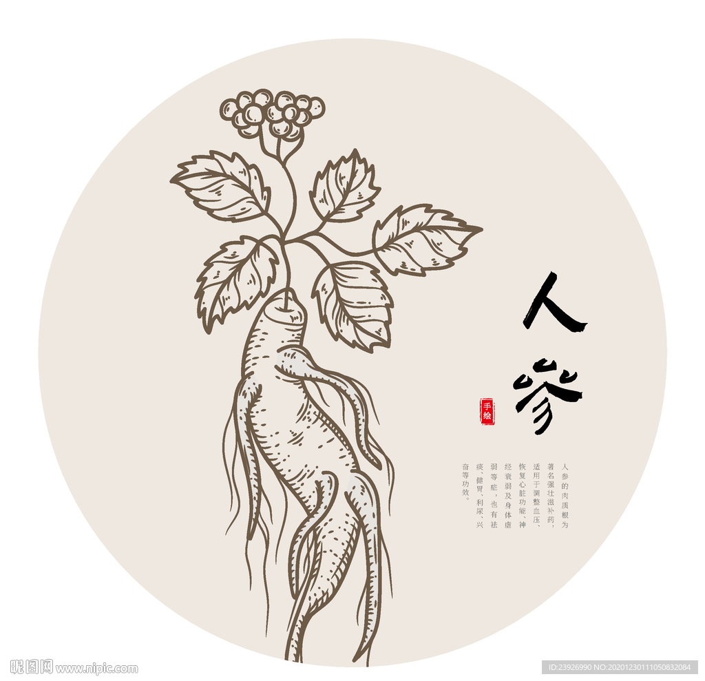 人参线稿手绘