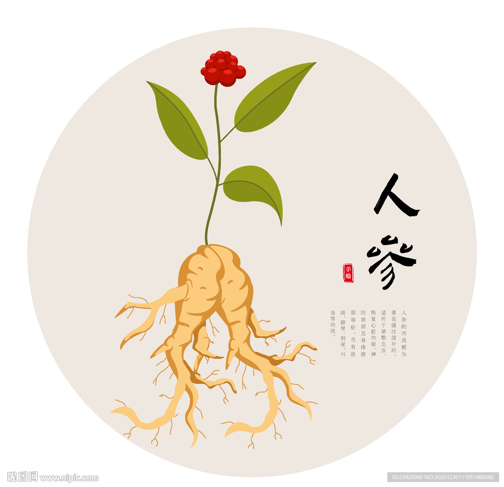 人参手绘