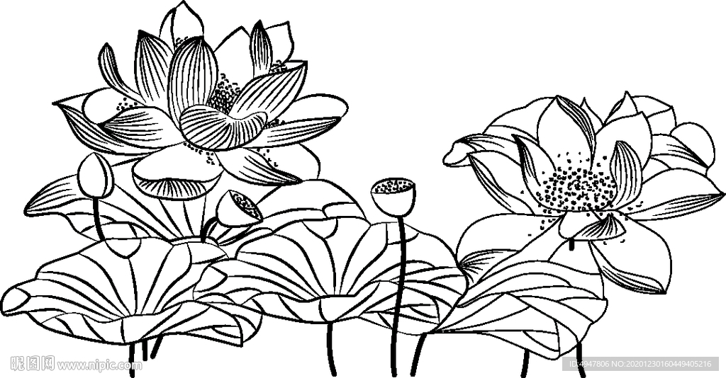 荷花 矢量图