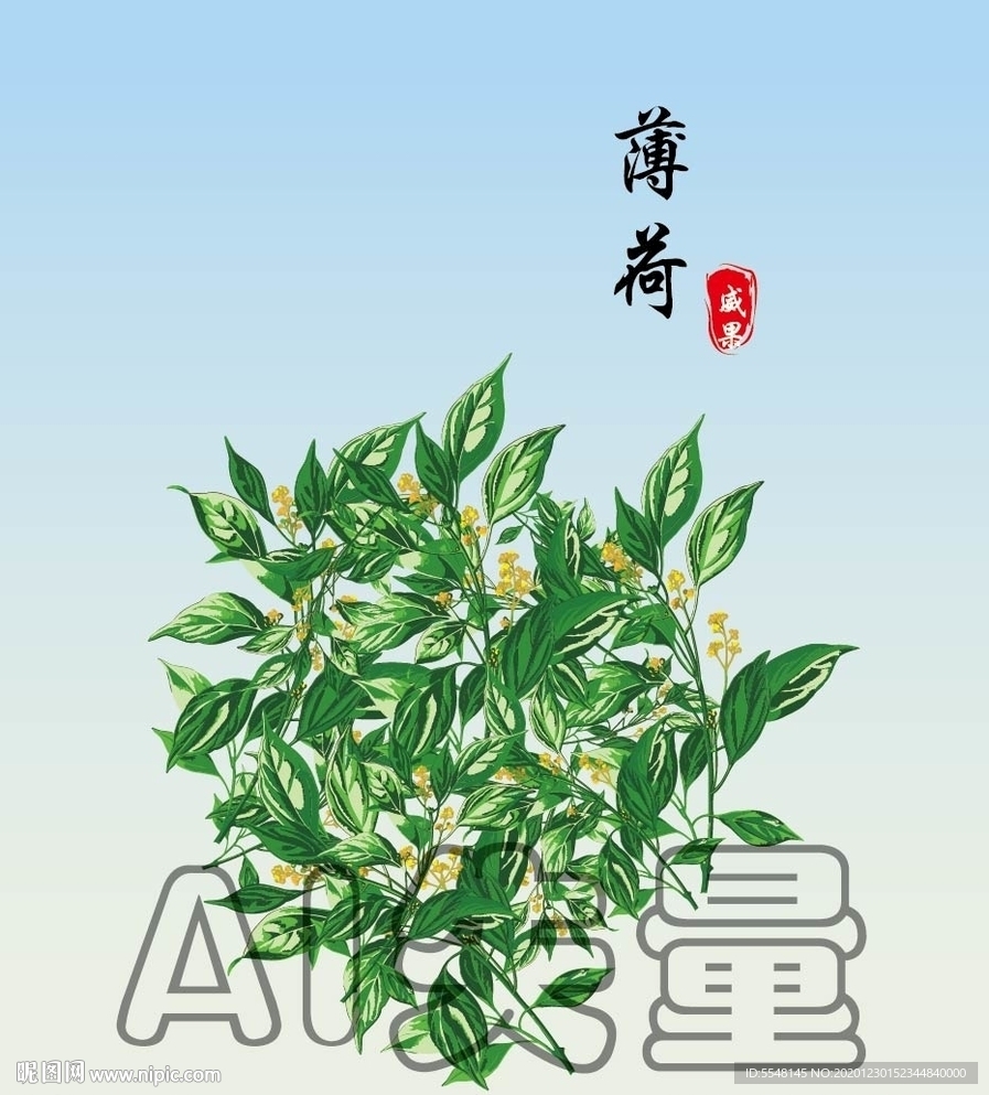 薄荷
