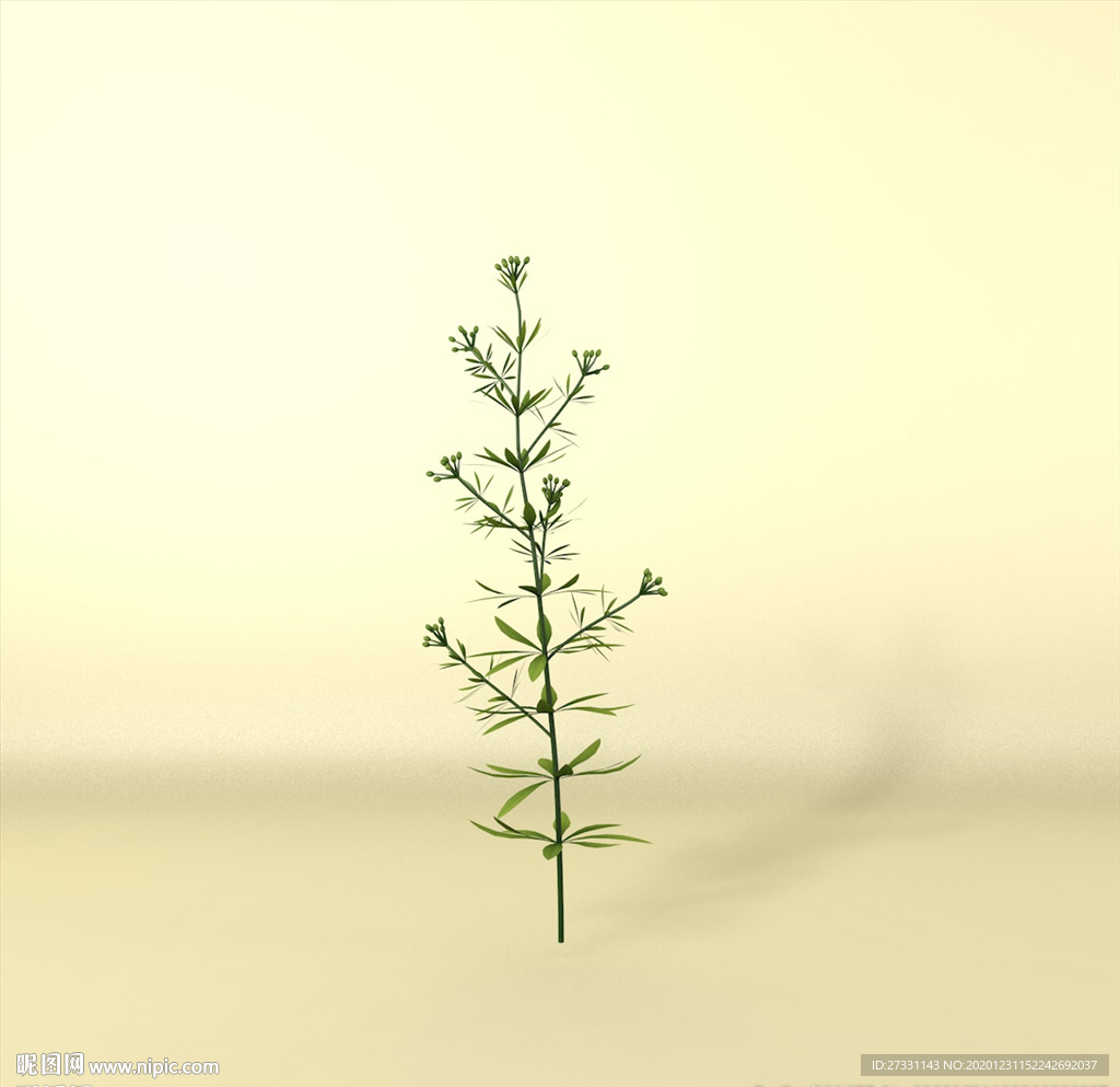 花草模型 植物模型 花卉模型