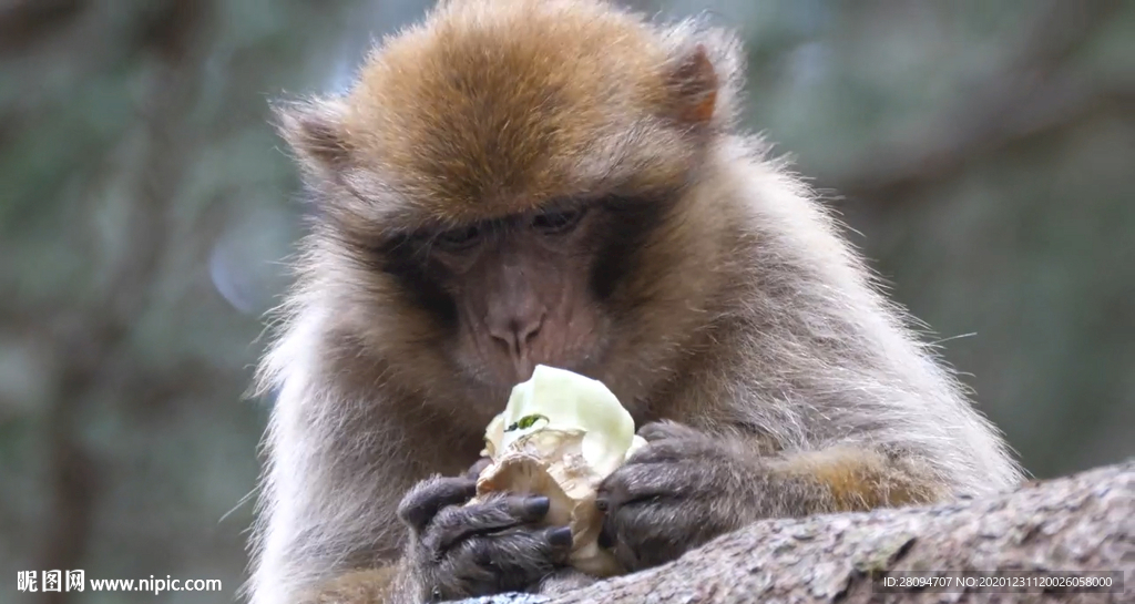 猴子吃东西