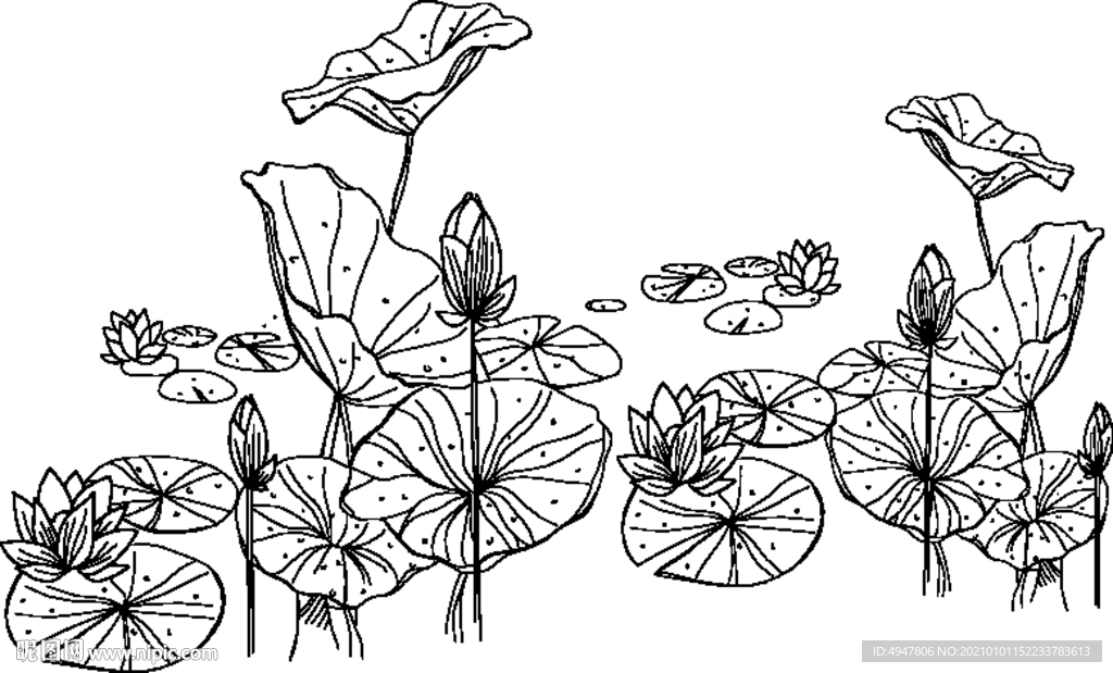 荷花 矢量图