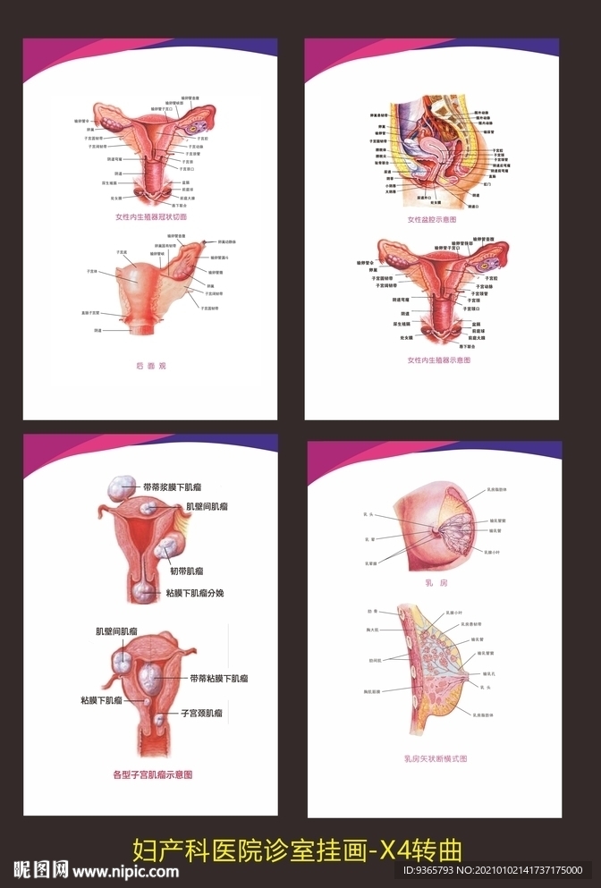 子宫切面乳房切妇产医院门诊挂画
