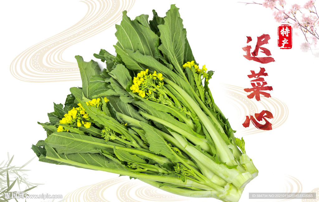 增城迟菜心