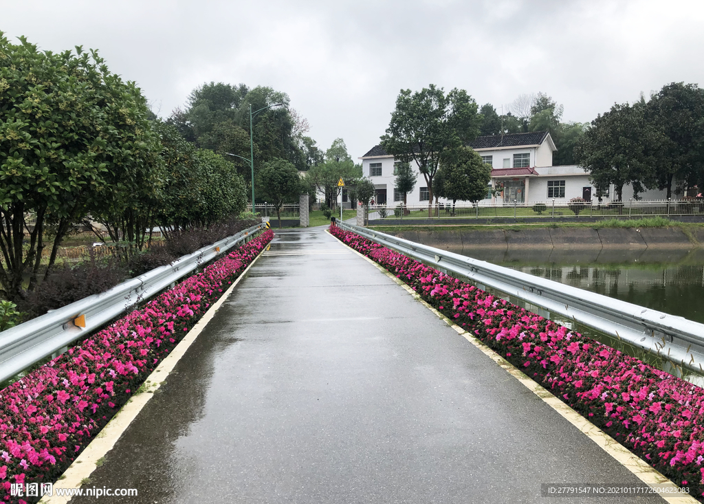 西洋杜鹃绿篱景观道路