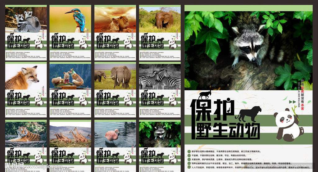 保护野生动物