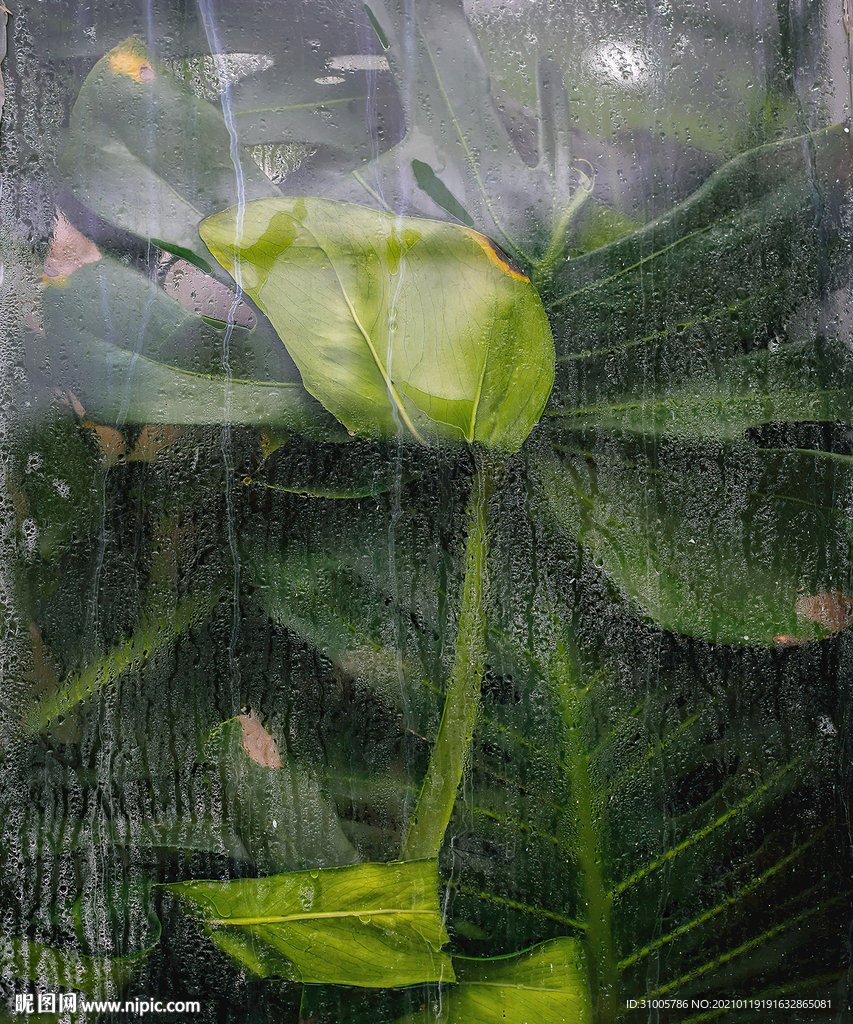 绿色植物背景