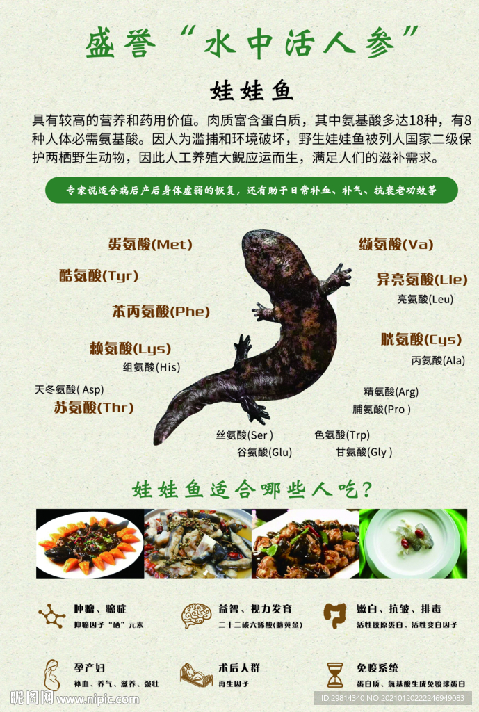 娃娃鱼营养价值海报图片