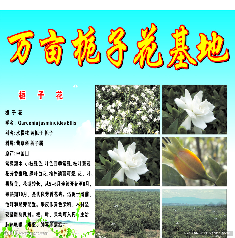 栀子花基地广告