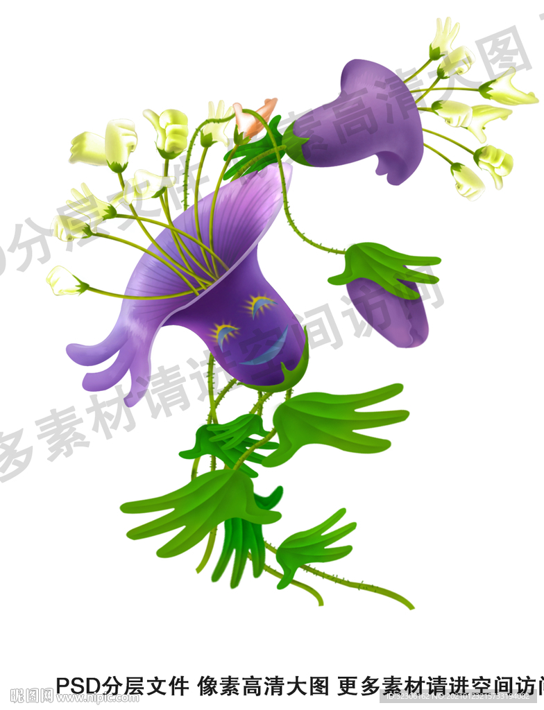 牵牛花 喇叭花