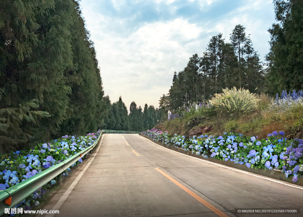 绣球花海道路景观设计