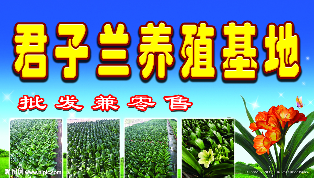 君子兰养殖基地牌