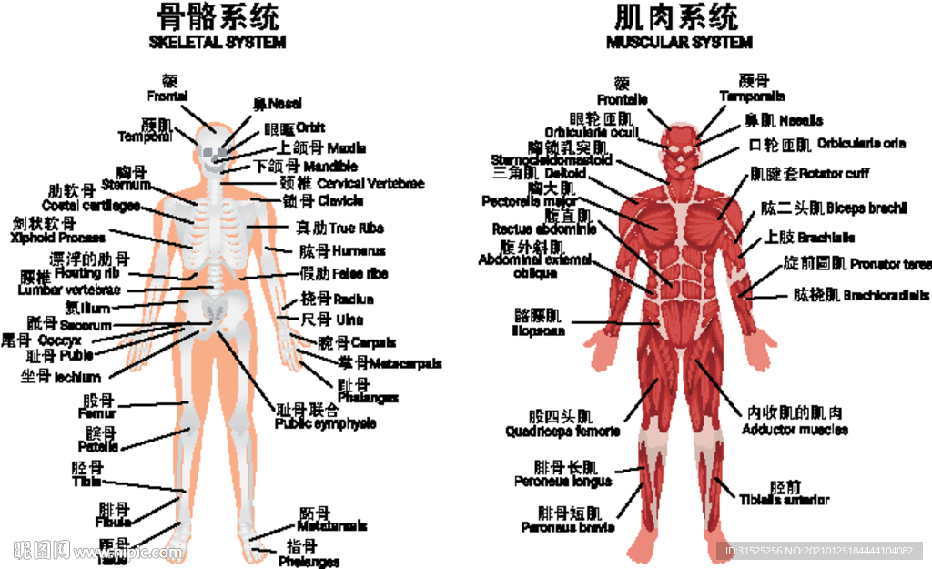医学人体骨骼肌肉系统解剖图设计图 动漫人物 动漫动画 设计图库 昵图网nipic Com