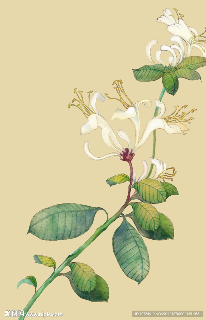 插画-金银花