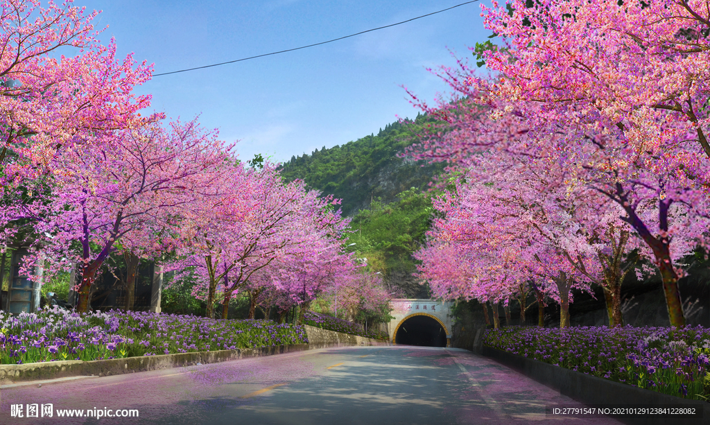 樱花道路景观设计效果图