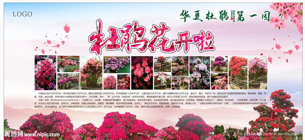 杜鹃花开了