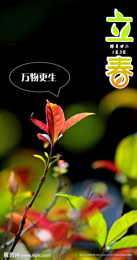 立春节气嫩芽植物摄影照片海报