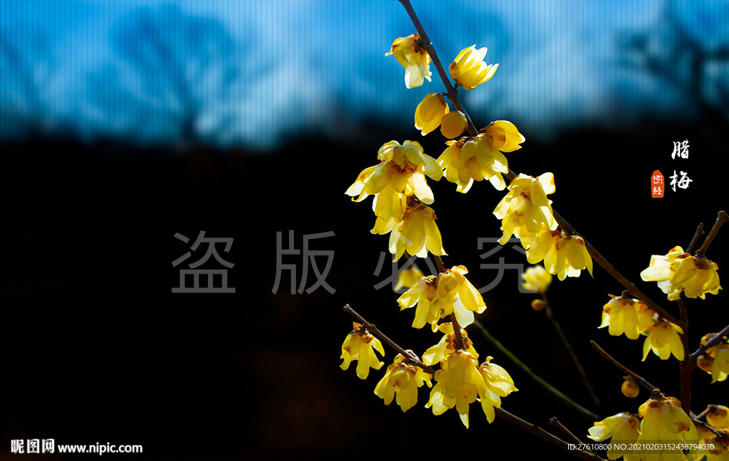 腊梅