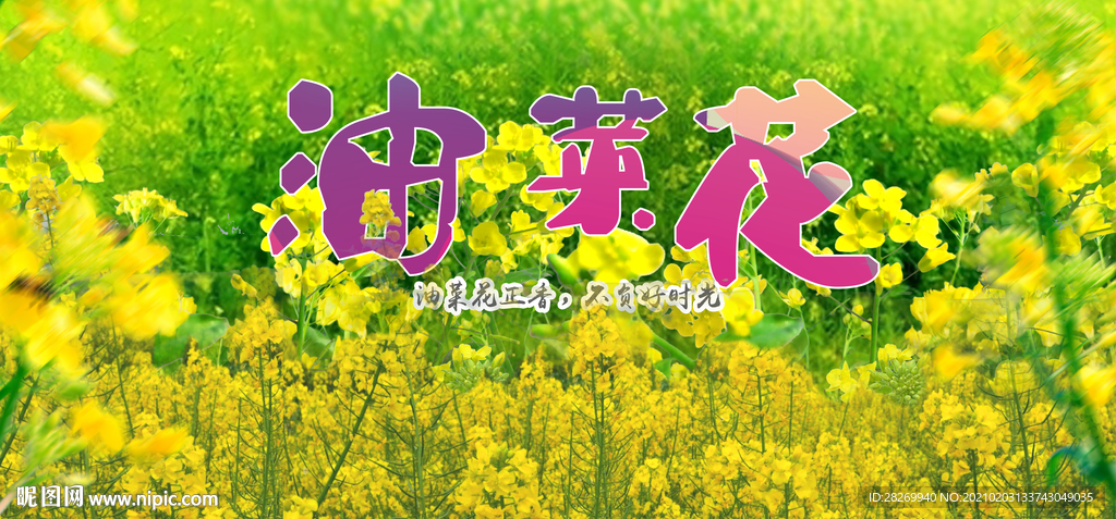 油菜花展板