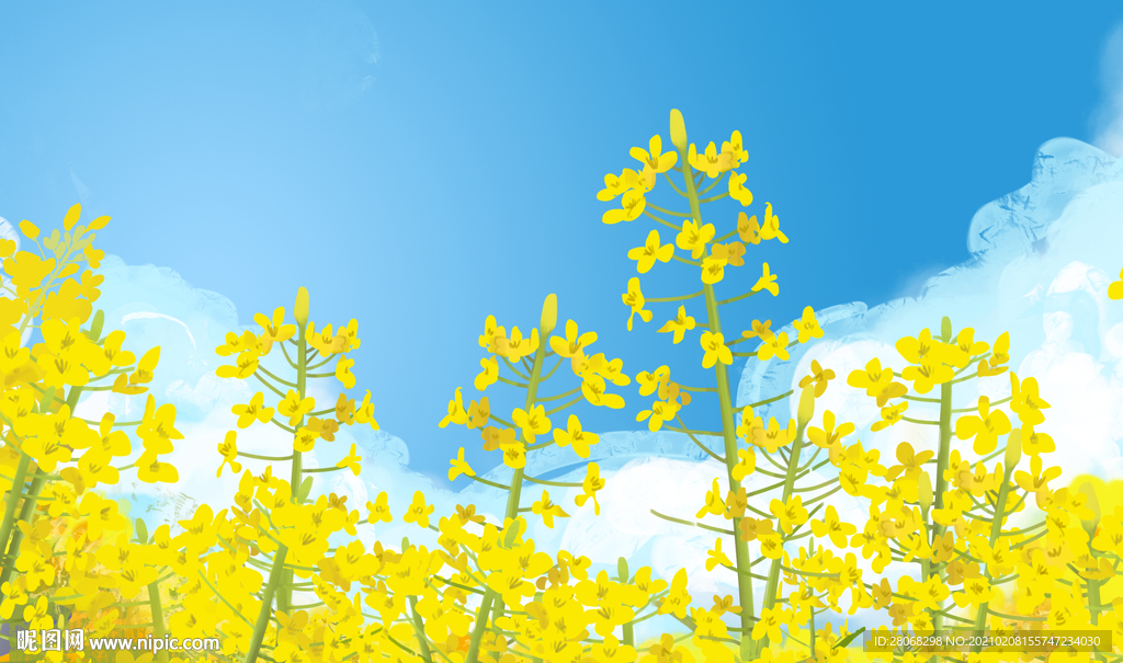 油菜花背景