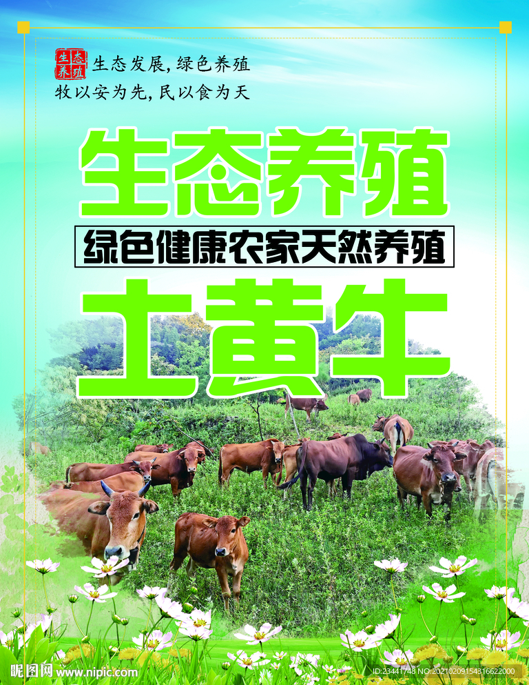 生态养殖土黄牛