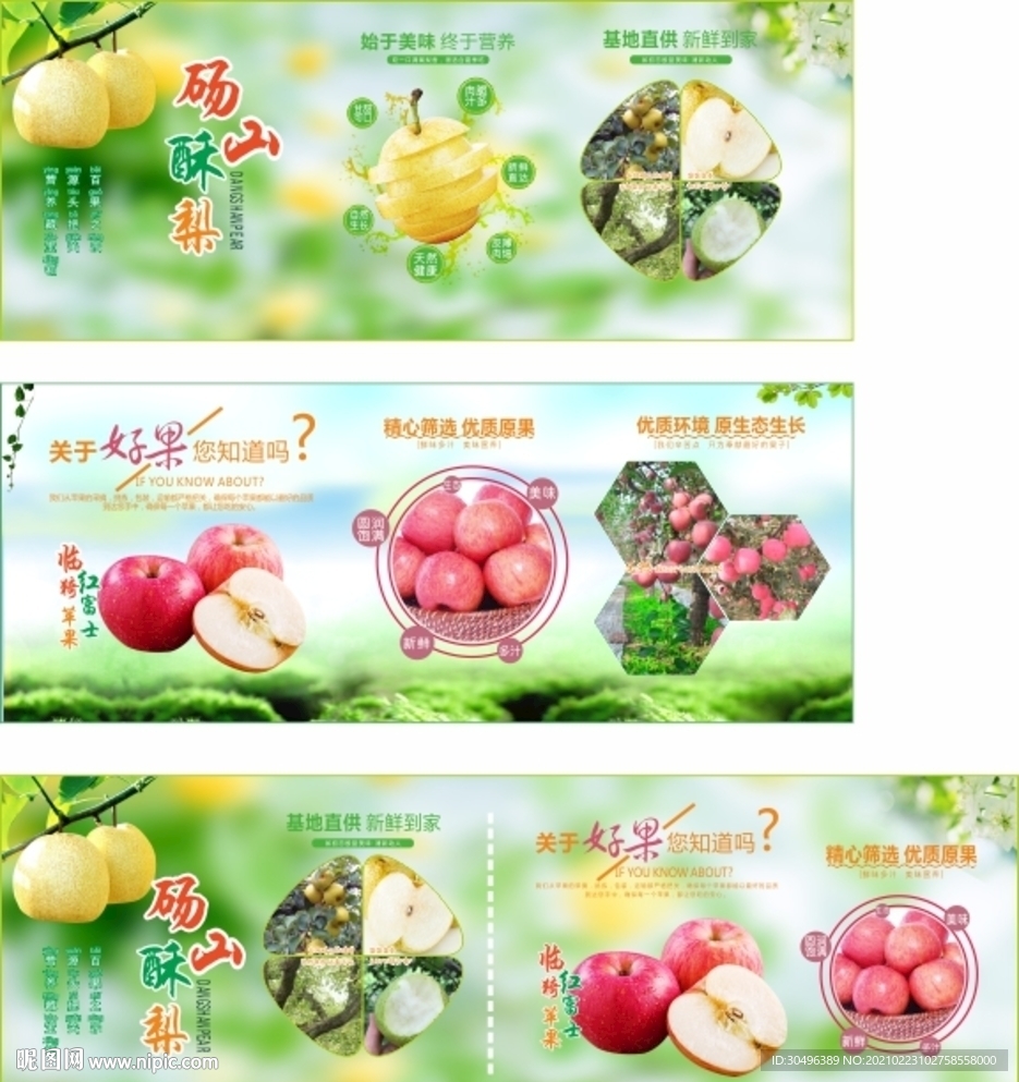 砀山酥梨苹果