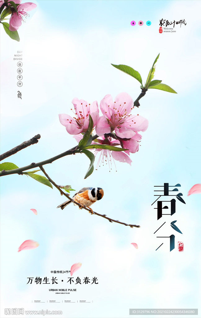 简约花朵春分节气海报