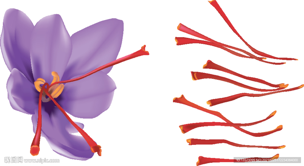 藏红花手绘 手绘花 插画 矢量