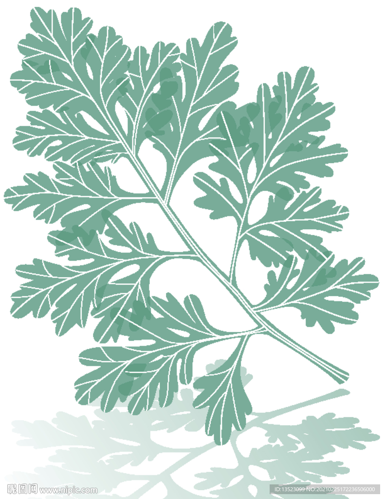 艾蒿线描 艾草手绘 艾高插画