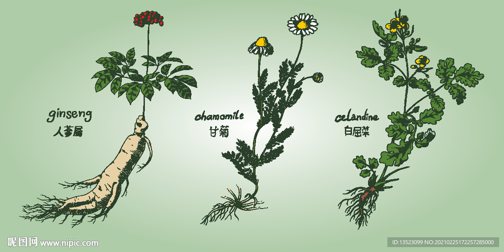 人参 甘菊 白屈菜手绘
