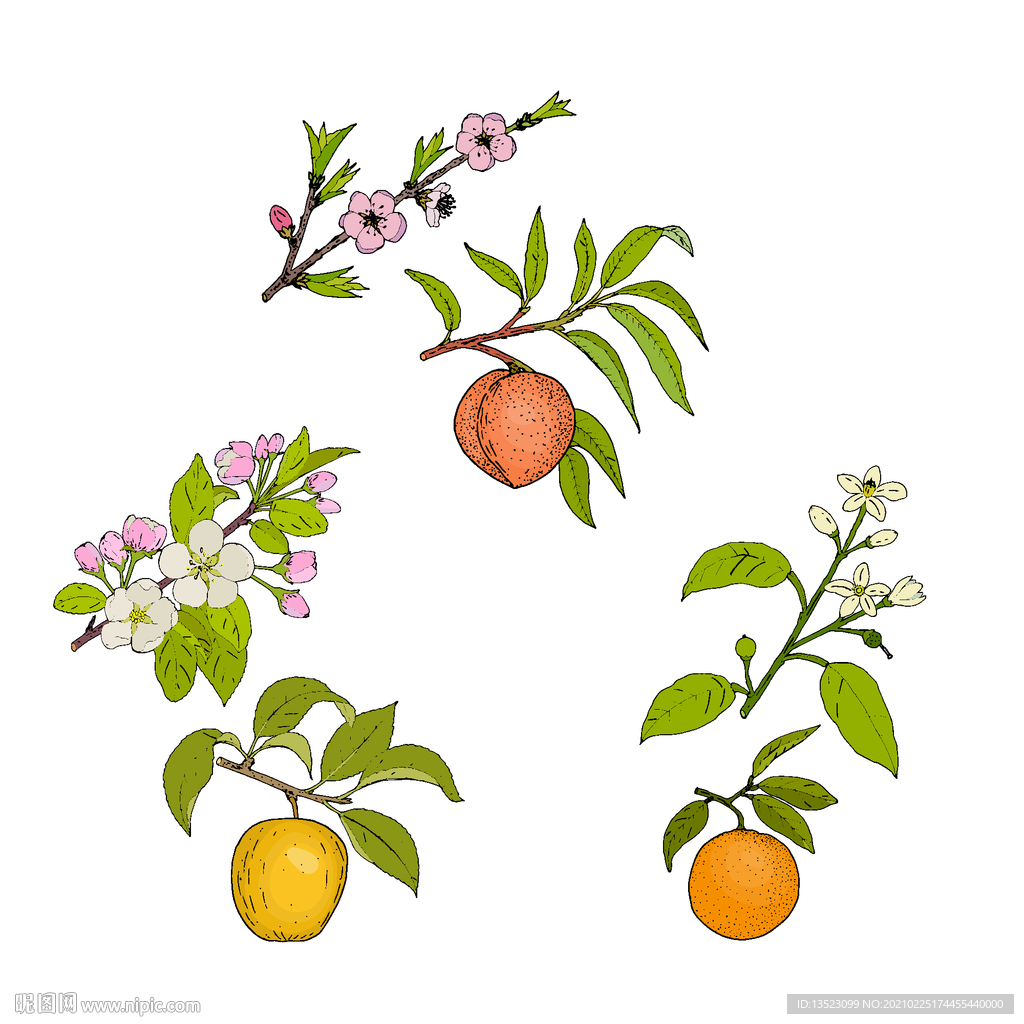 桃子插画 梨子手绘 橘子 水果
