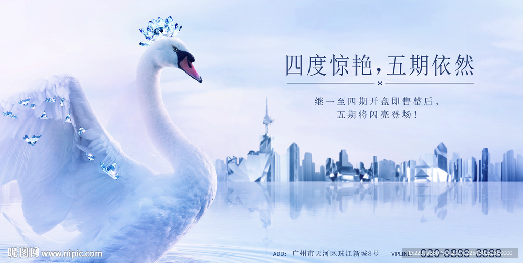 高级白天鹅海报