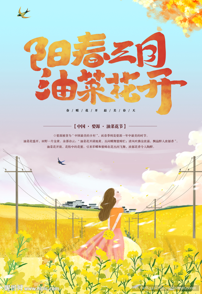 油菜花