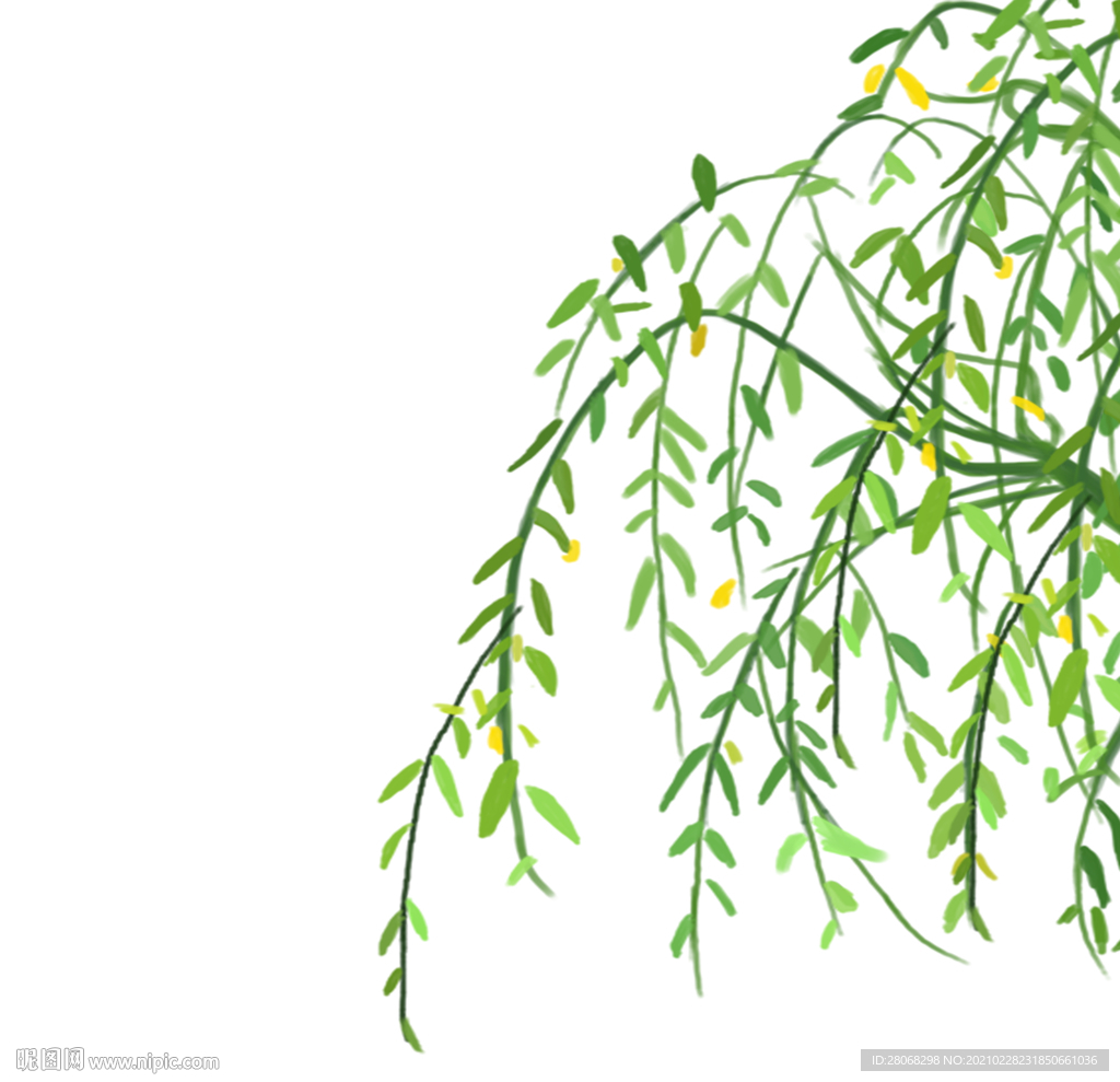 柳树装饰植物绿色季节元素