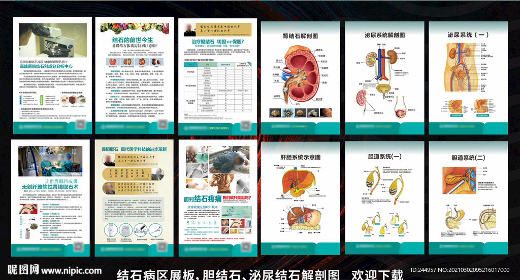 结石科病区解剖图