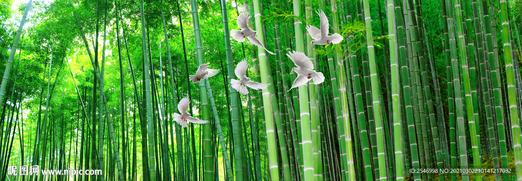 竹林风景