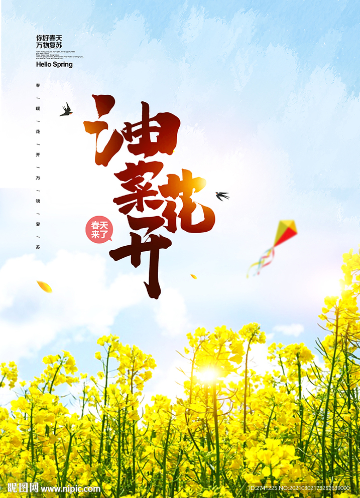 油菜花