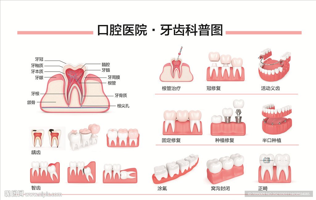 牙齿科普图