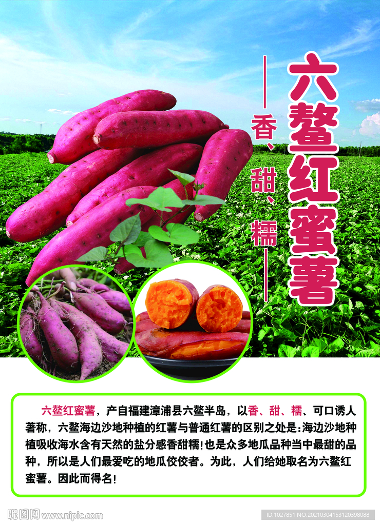 蜜薯 六鳌红蜜薯