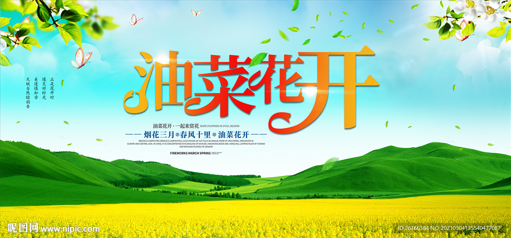 油菜花