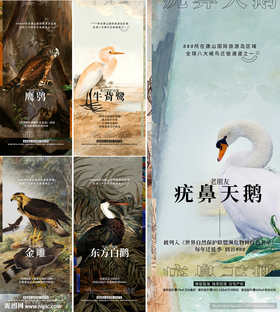 鸟类海报