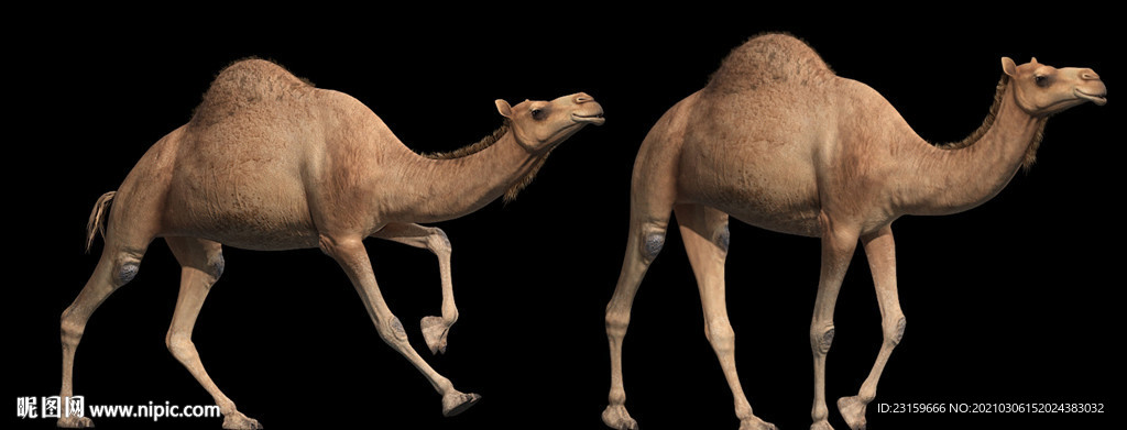 两只带动画的单峰骆驼