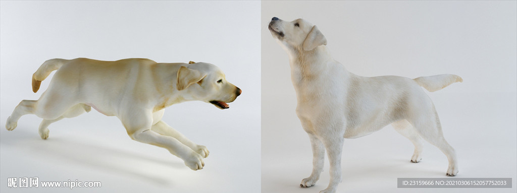 两只拉布拉多导盲犬模型
