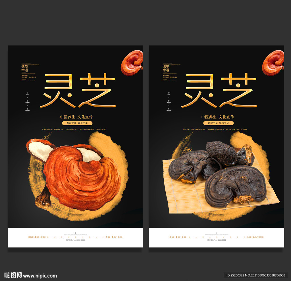 灵芝