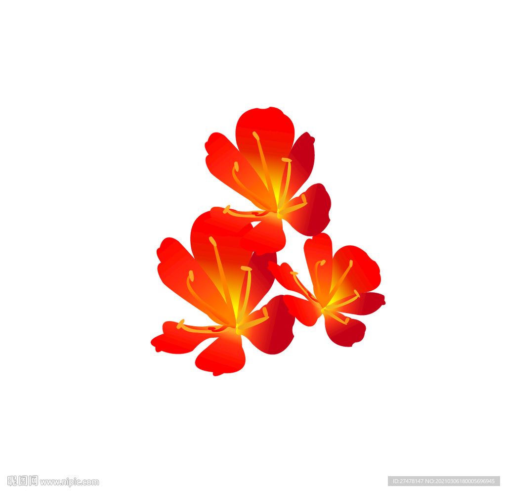 花 君子兰