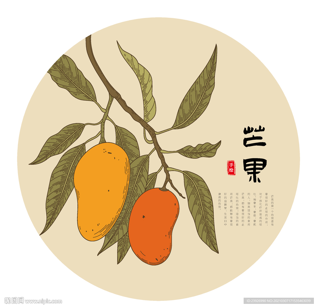 芒果手绘