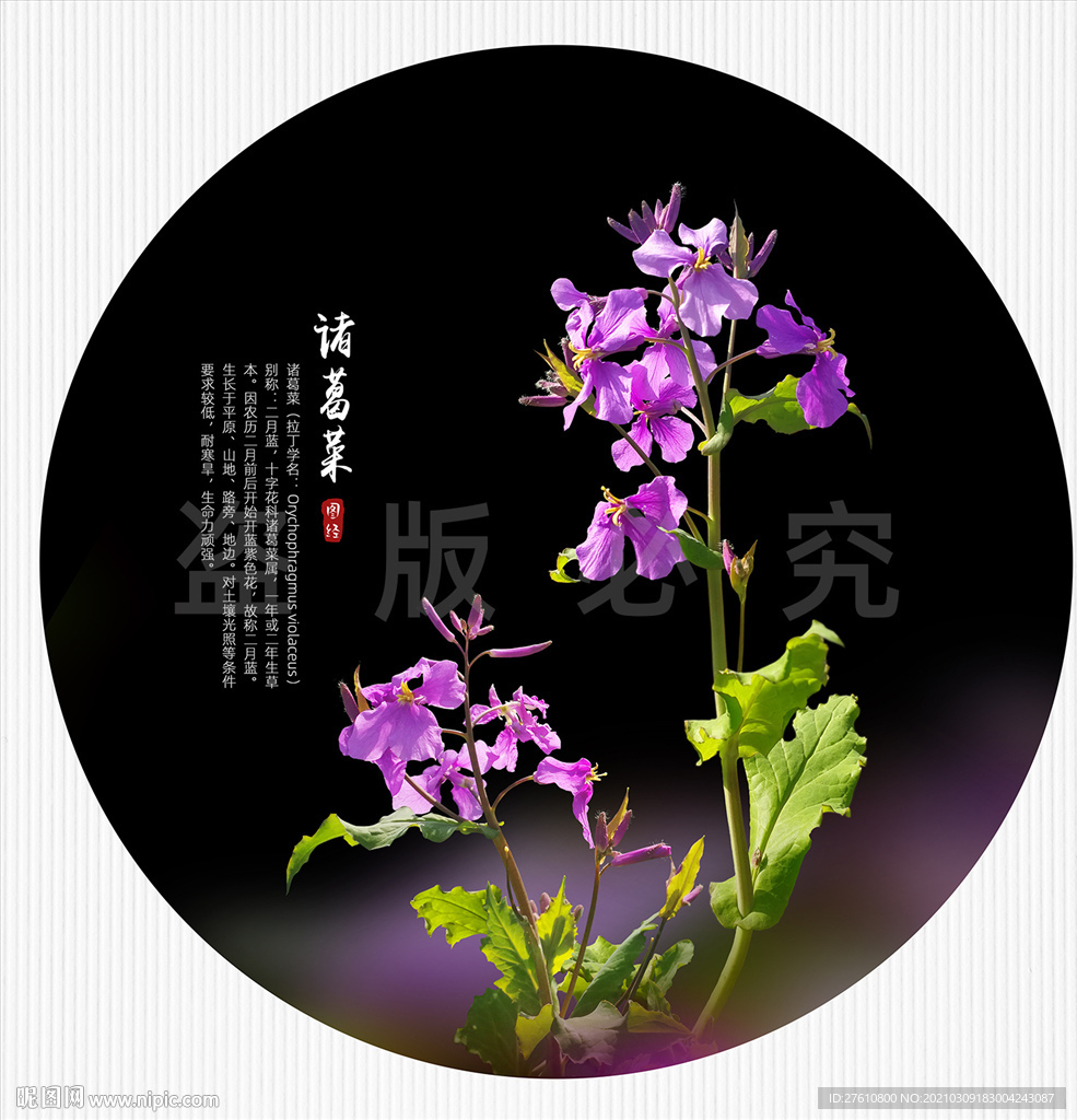 诸葛菜