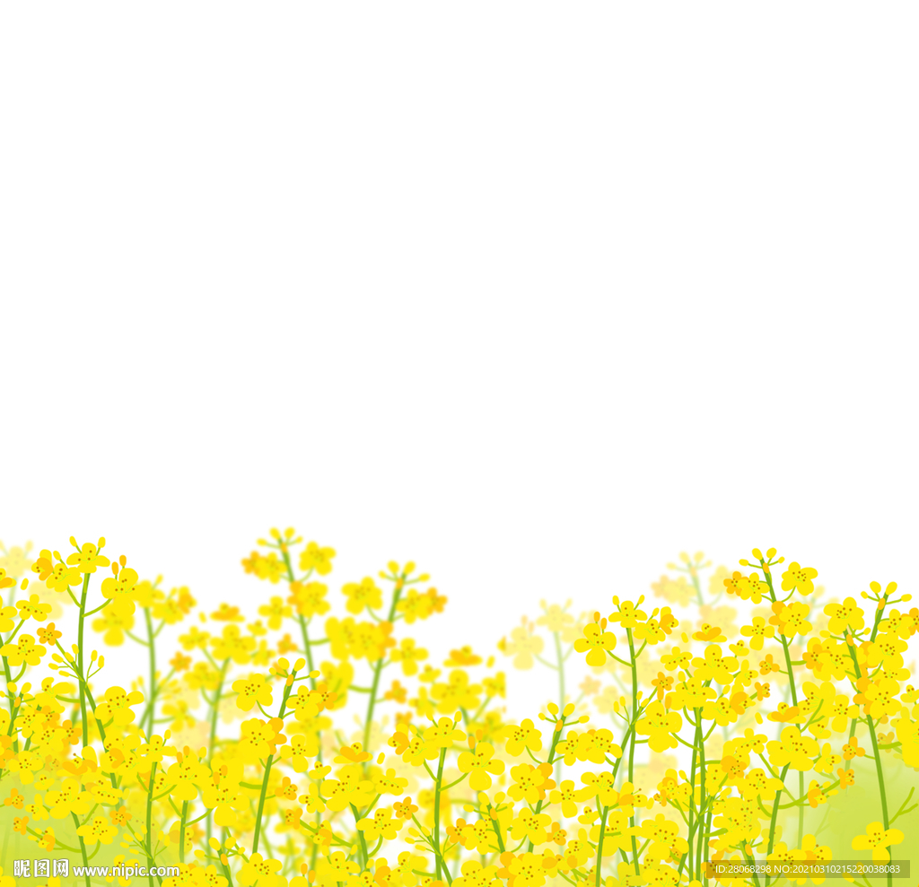 黄色油菜花元素